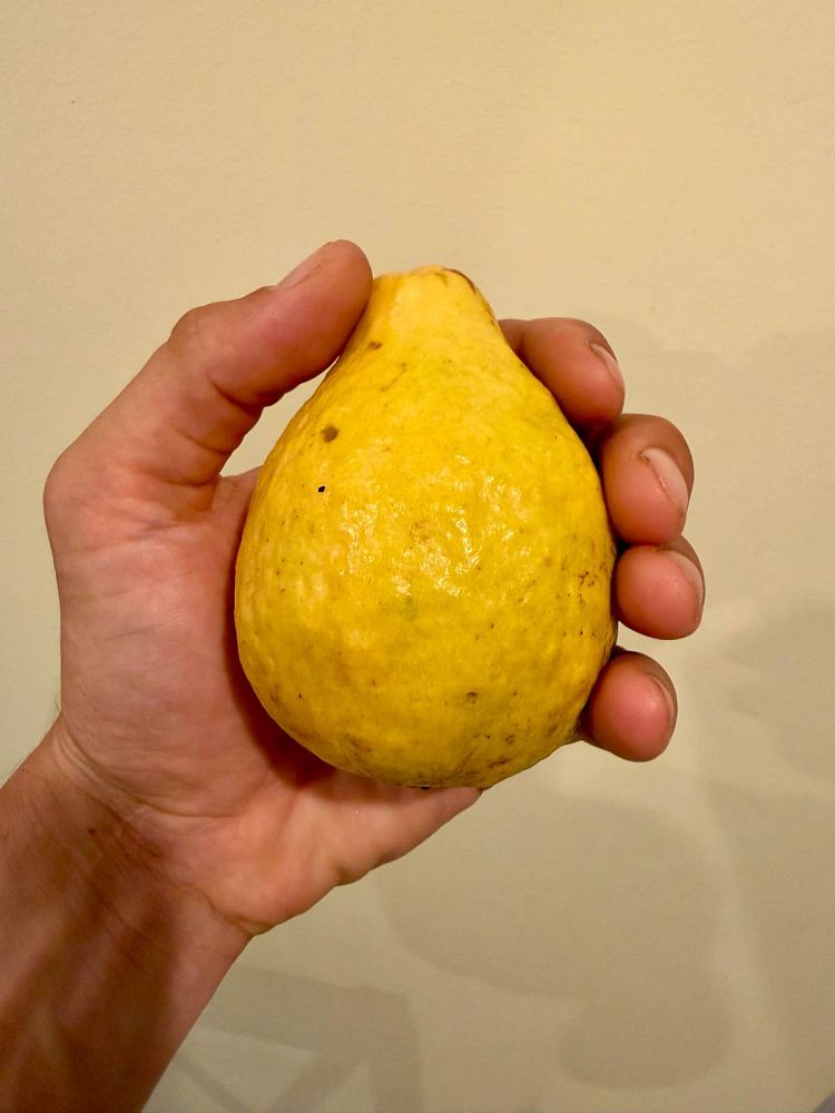 psidium-guajava-pink-guava