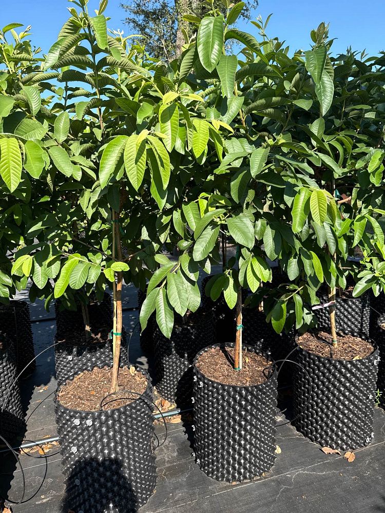 psidium-guajava-ruby-red-supreme-guava