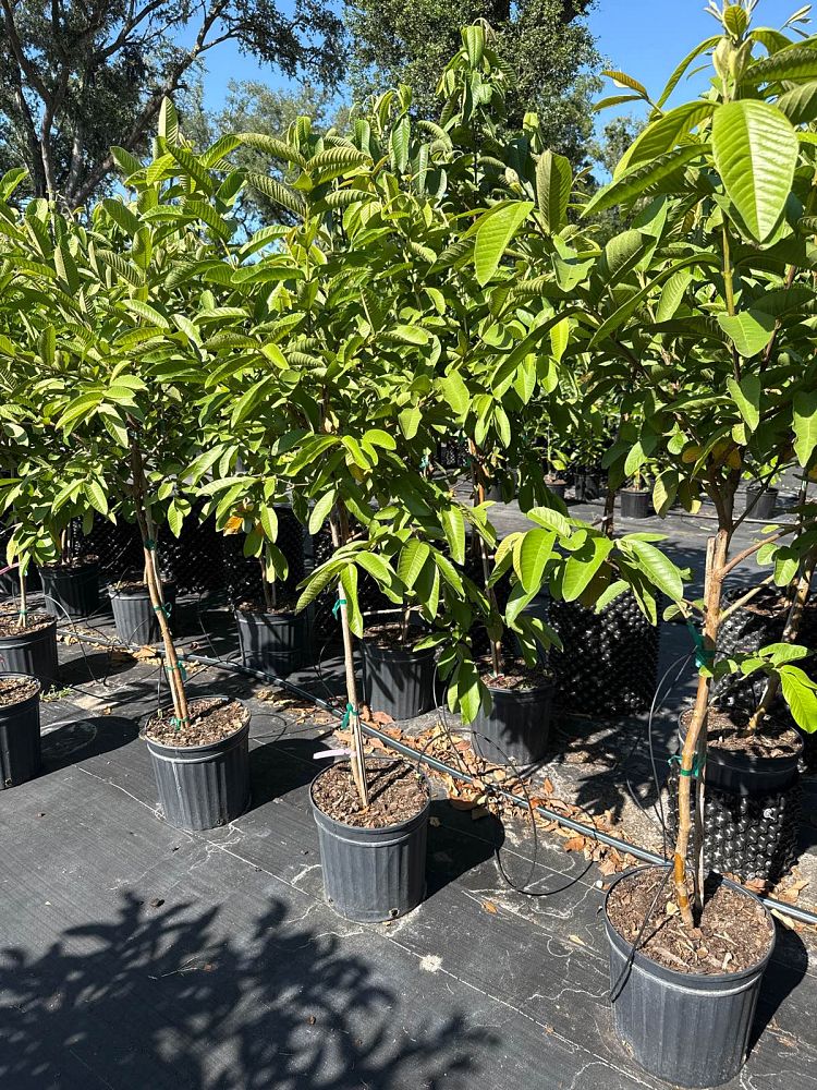 psidium-guajava-ruby-red-supreme-guava