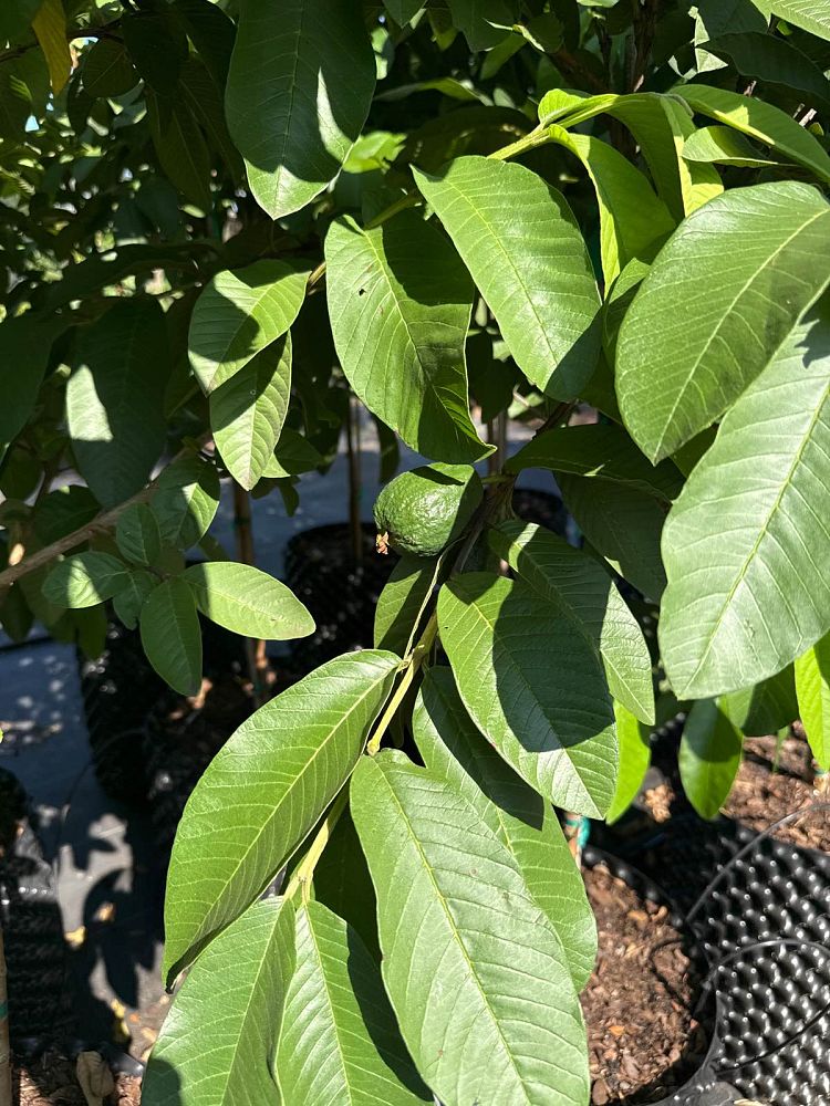 psidium-guajava-ruby-red-supreme-guava