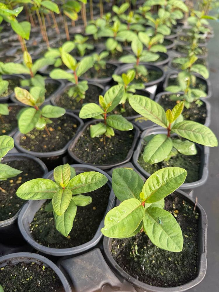 psidium-guajava-ruby-red-supreme-guava