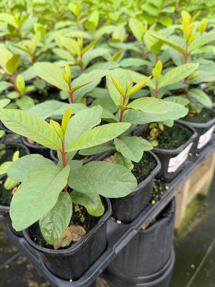 psidium-guajava-ruby-red-supreme-guava