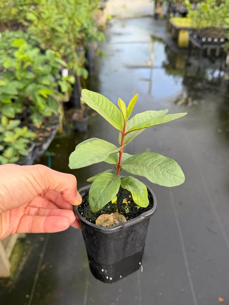 psidium-guajava-ruby-red-supreme-guava