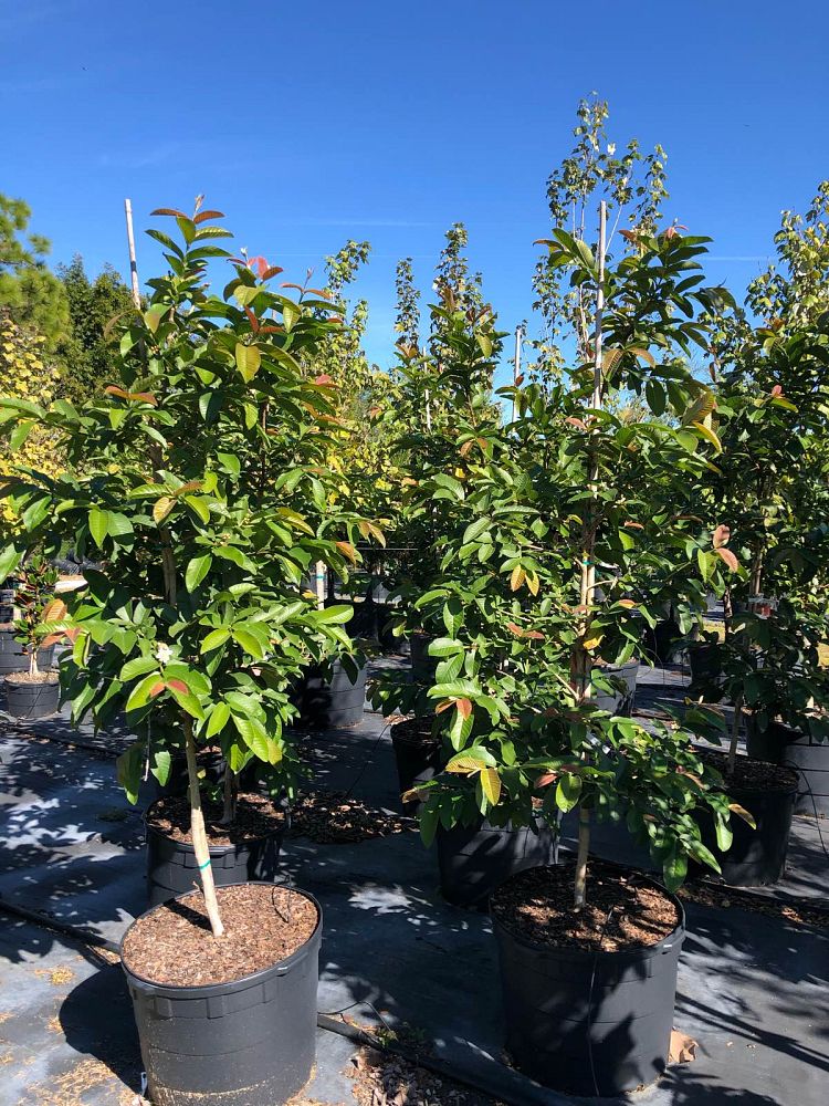 psidium-guajava-tikal-guava
