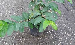 psidium-guava