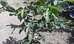 psidium-guava