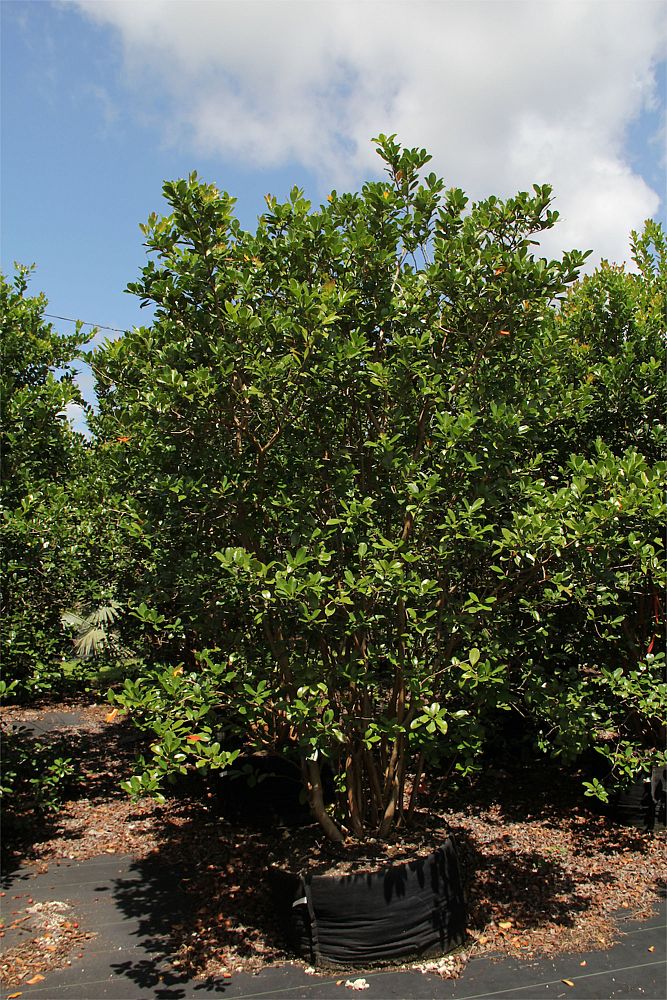 psidium-littorale-cattley-guava-strawberry-guava