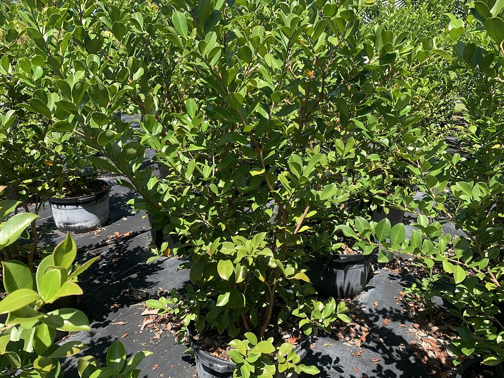 psidium-littorale-cattley-guava-strawberry-guava