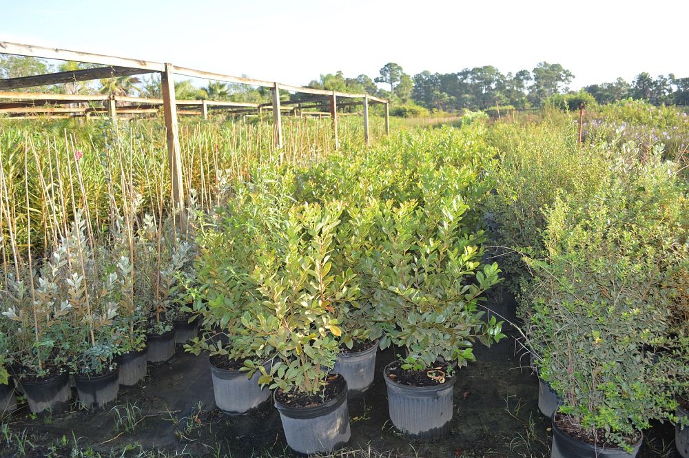 psidium-littorale-cattley-guava-strawberry-guava