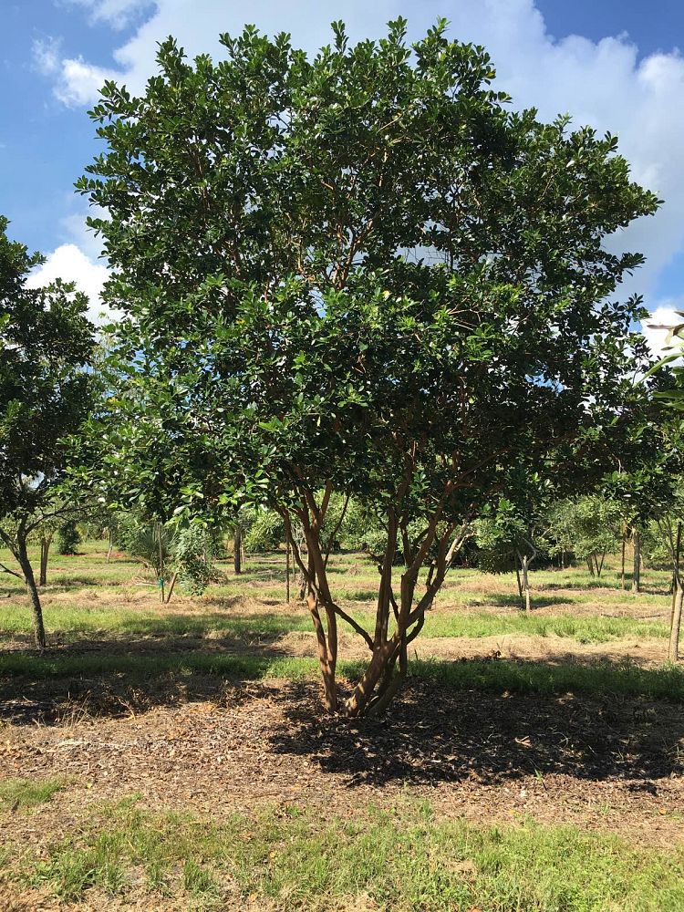 psidium-littorale-cattley-guava-strawberry-guava
