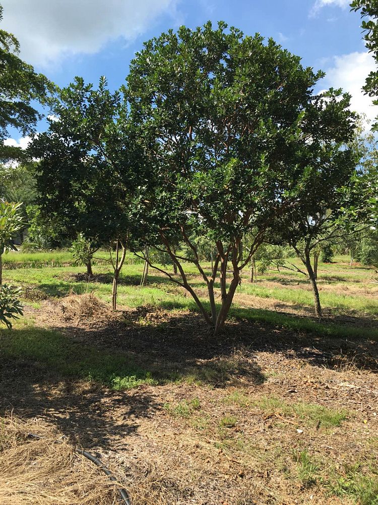 psidium-littorale-cattley-guava-strawberry-guava
