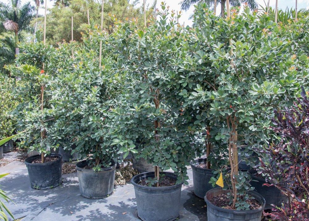 psidium-littorale-cattley-guava-strawberry-guava