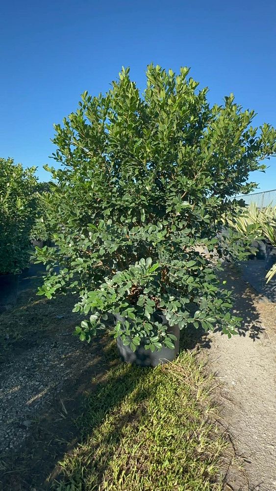 psidium-littorale-cattley-guava-strawberry-guava