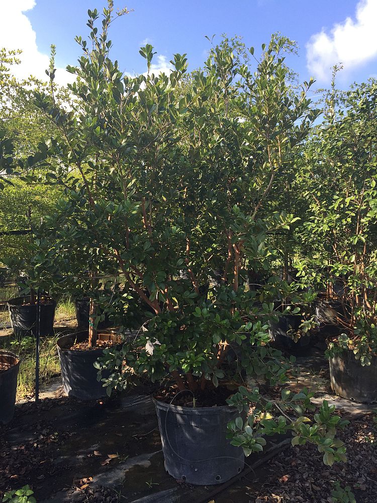 psidium-littorale-cattley-guava-strawberry-guava