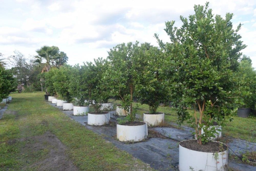 psidium-littorale-cattley-guava-strawberry-guava
