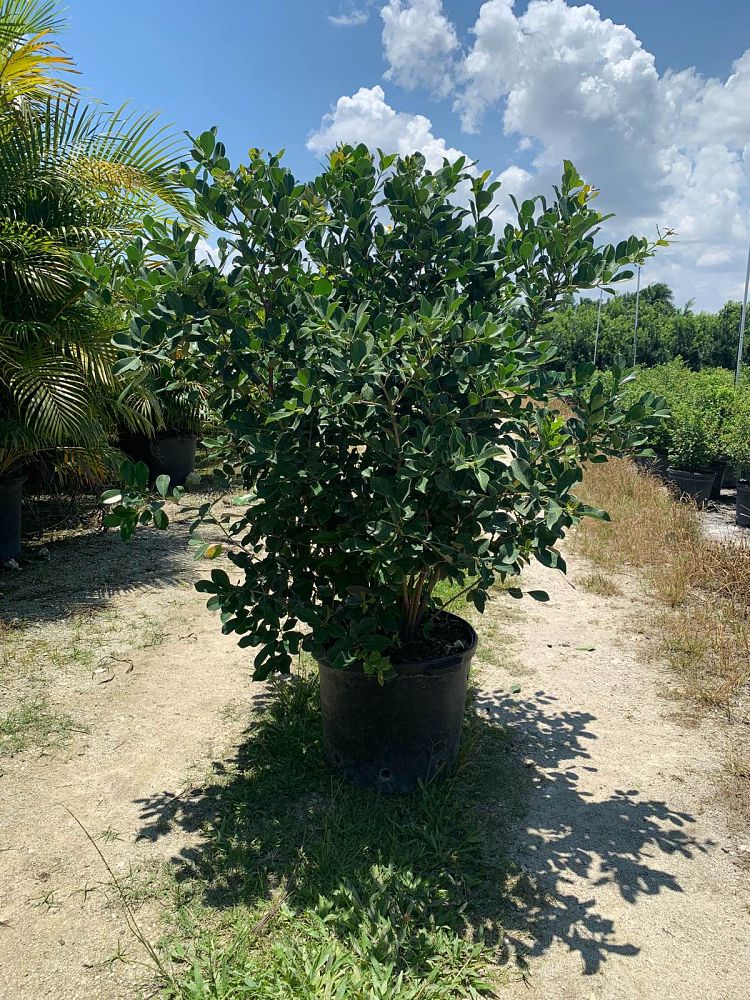 psidium-littorale-cattley-guava-strawberry-guava
