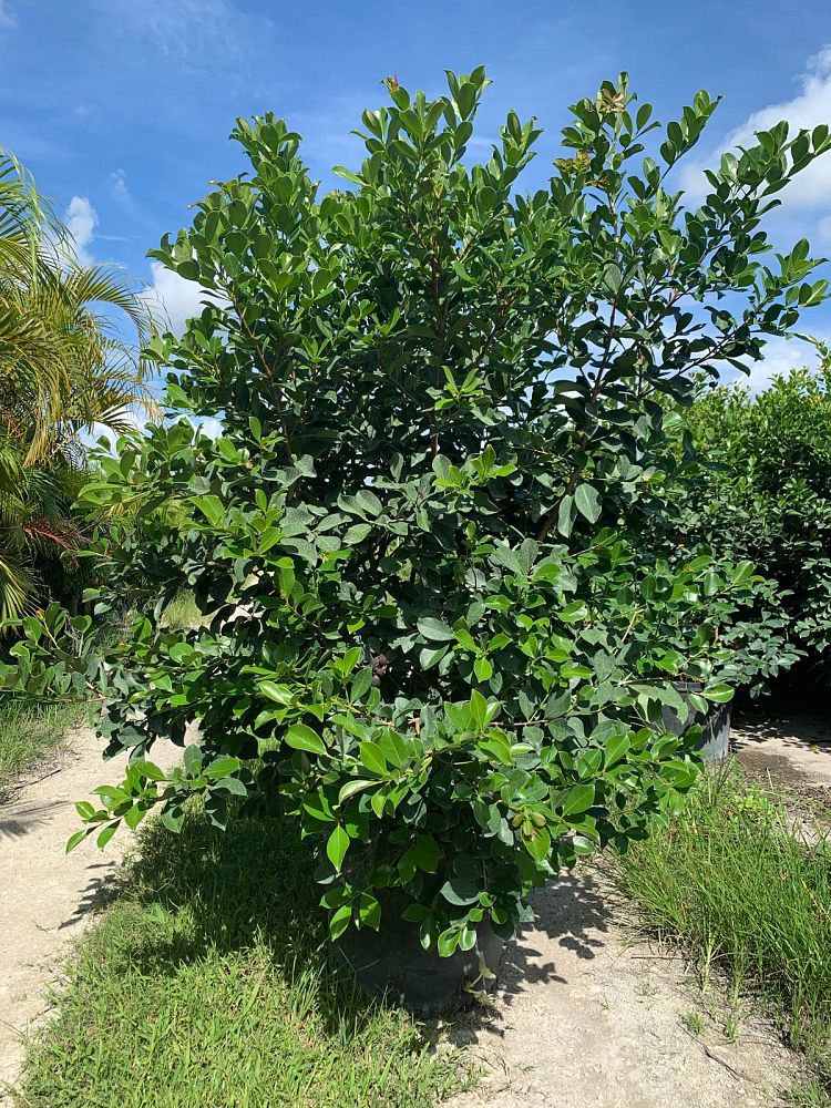 psidium-littorale-cattley-guava-strawberry-guava