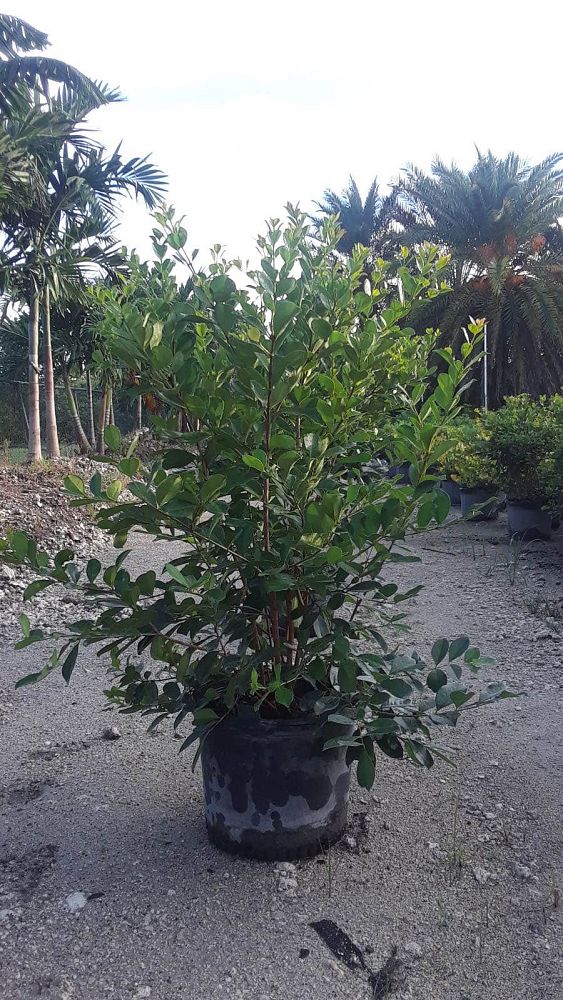 psidium-littorale-cattley-guava-strawberry-guava