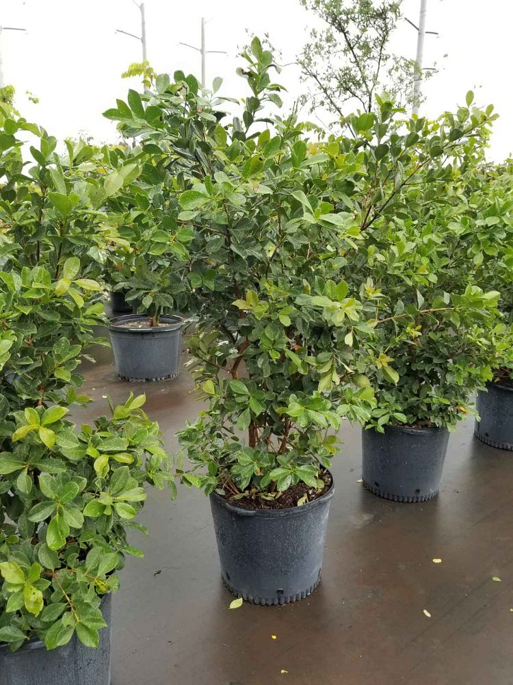 psidium-littorale-cattley-guava-strawberry-guava