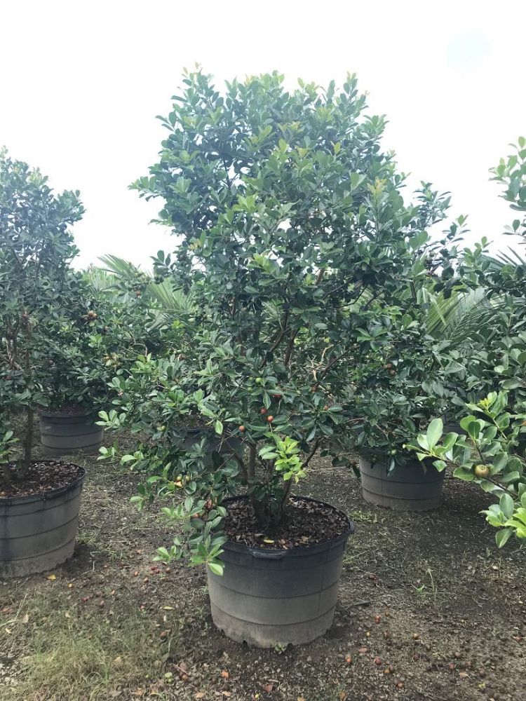 psidium-littorale-cattley-guava-strawberry-guava