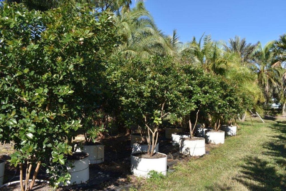 psidium-littorale-cattley-guava-strawberry-guava