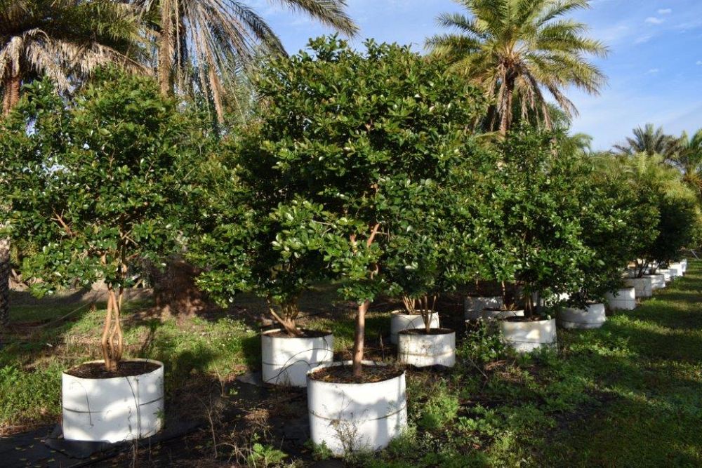 psidium-littorale-cattley-guava-strawberry-guava