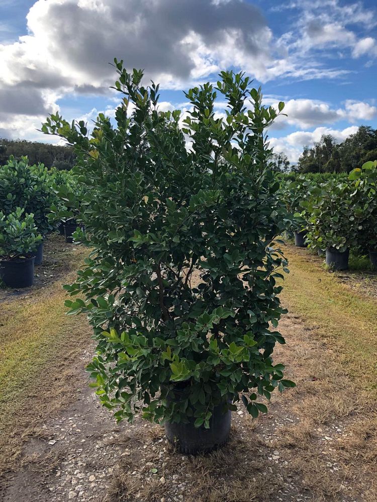 psidium-littorale-cattley-guava-strawberry-guava