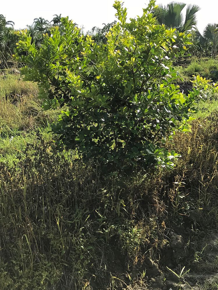 psidium-littorale-cattley-guava-strawberry-guava
