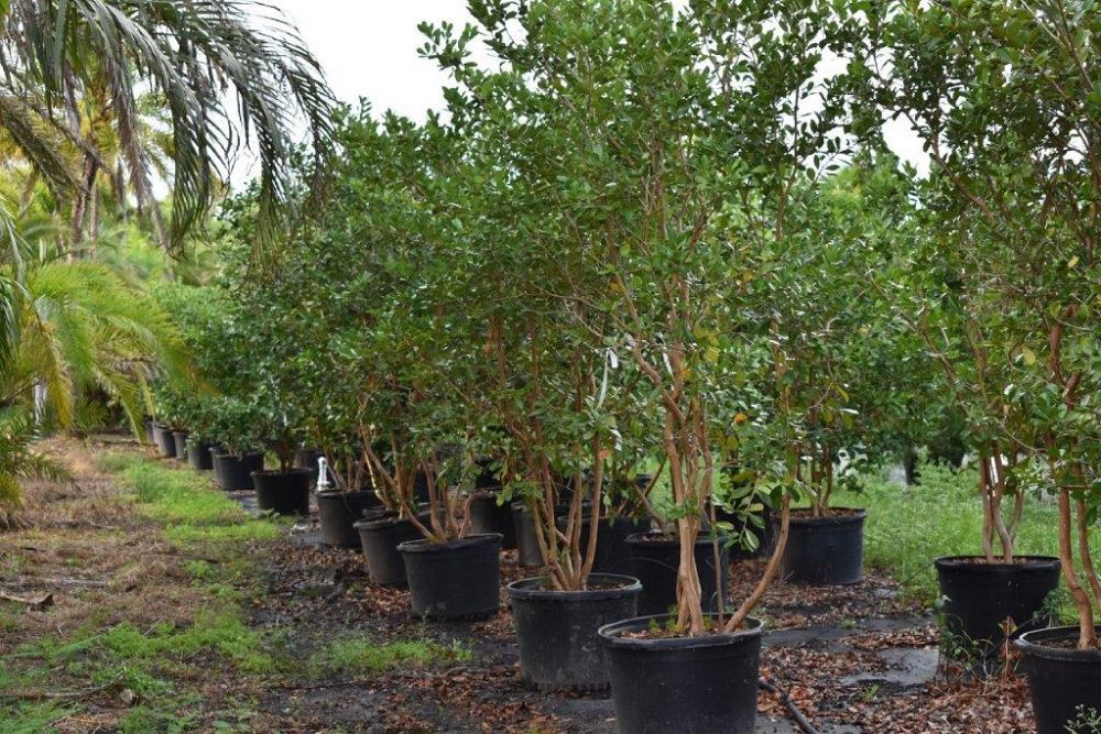 psidium-littorale-cattley-guava-strawberry-guava