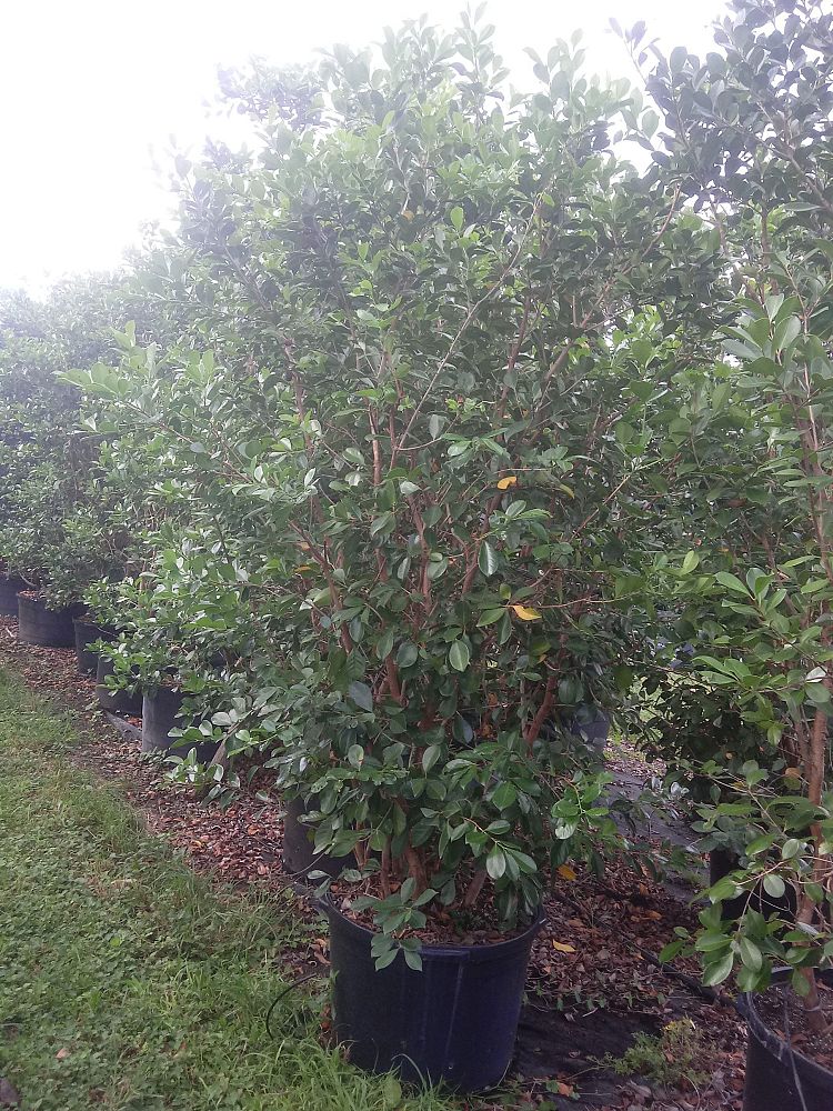 psidium-littorale-cattley-guava-strawberry-guava