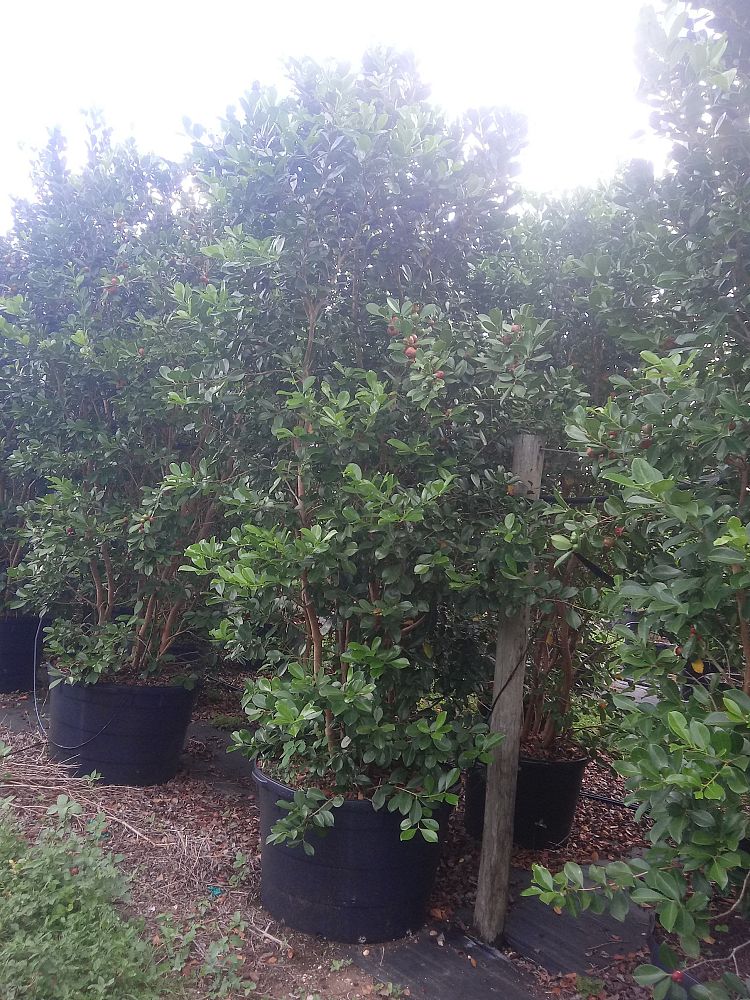 psidium-littorale-cattley-guava-strawberry-guava