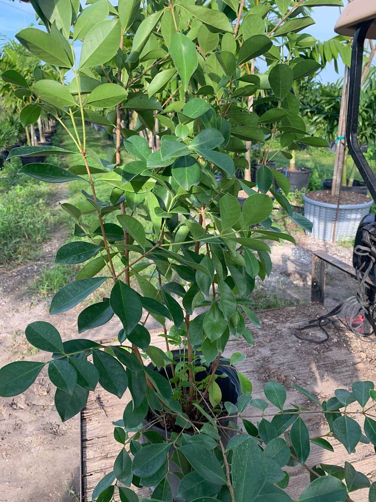 psidium-littorale-cattley-guava-strawberry-guava