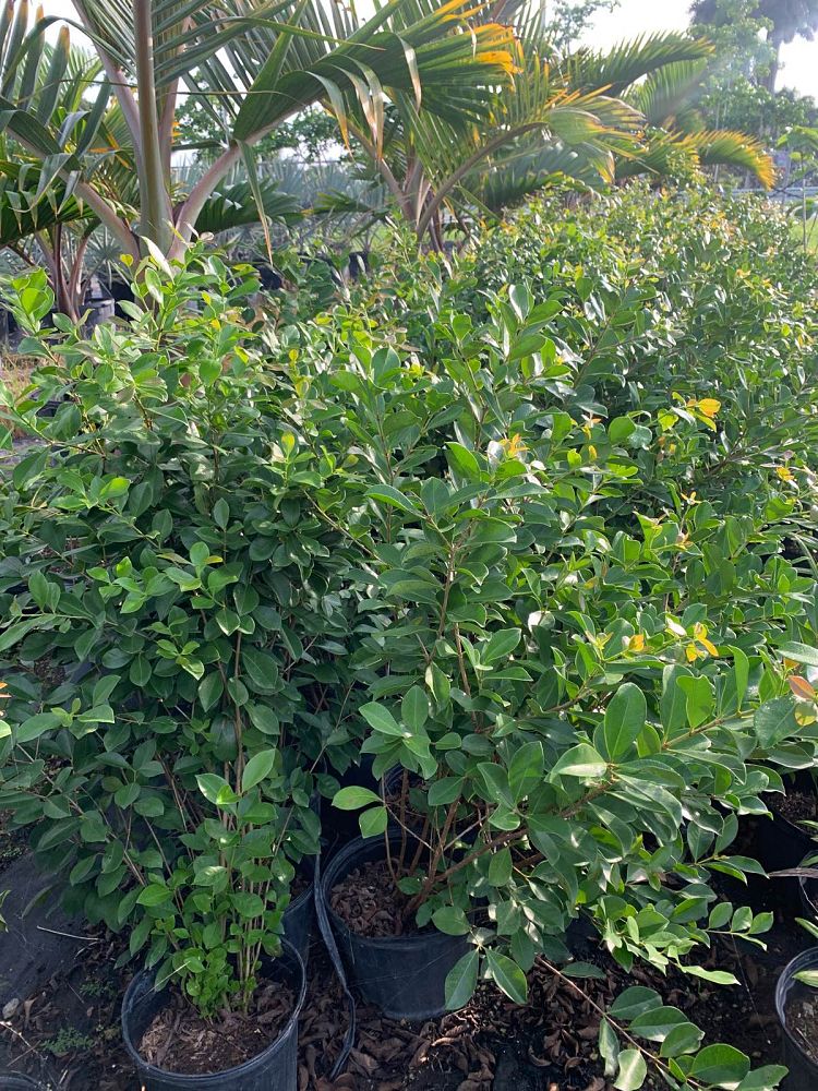 psidium-littorale-cattley-guava-strawberry-guava