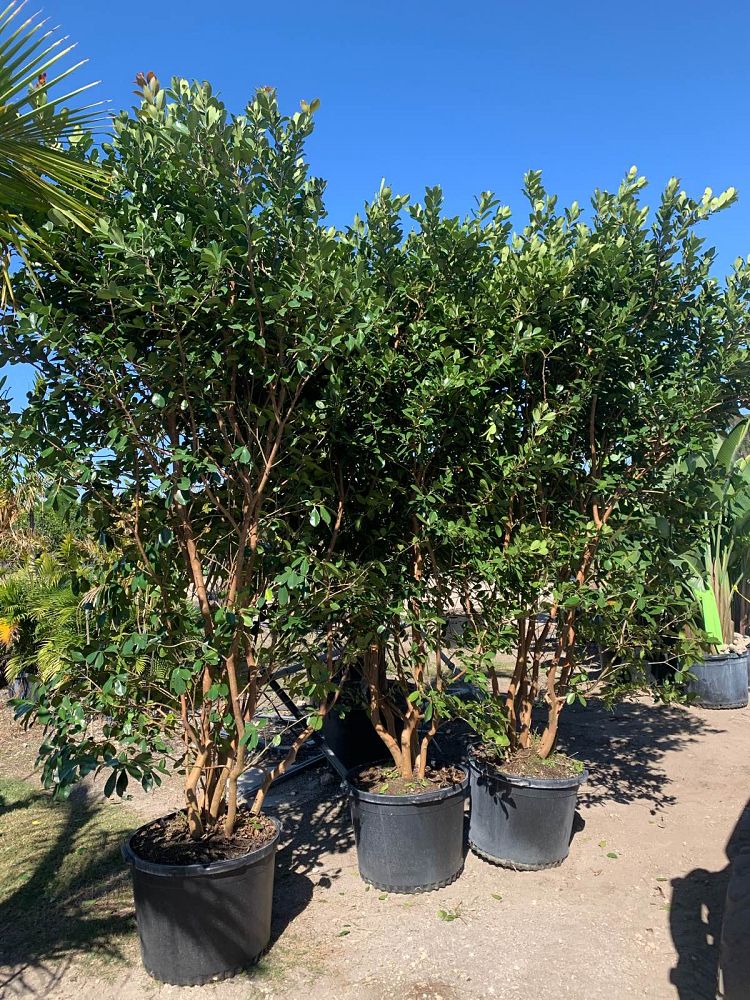psidium-littorale-cattley-guava-strawberry-guava