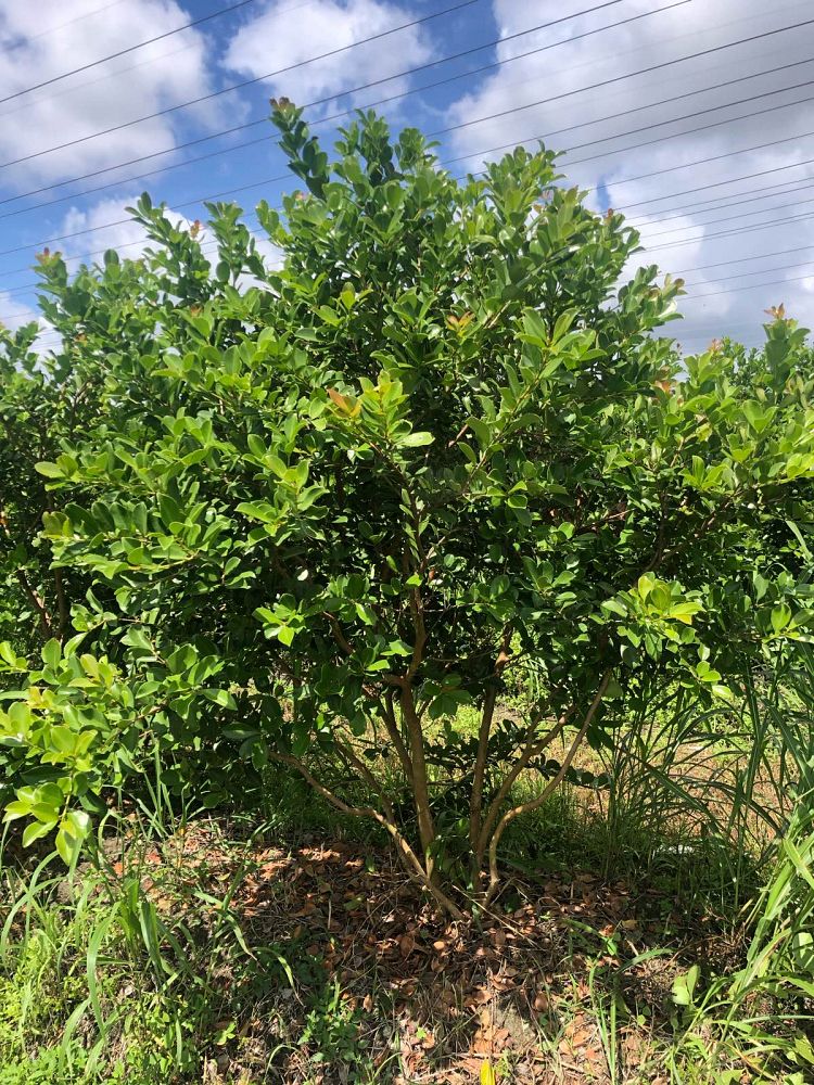 psidium-littorale-cattley-guava-strawberry-guava