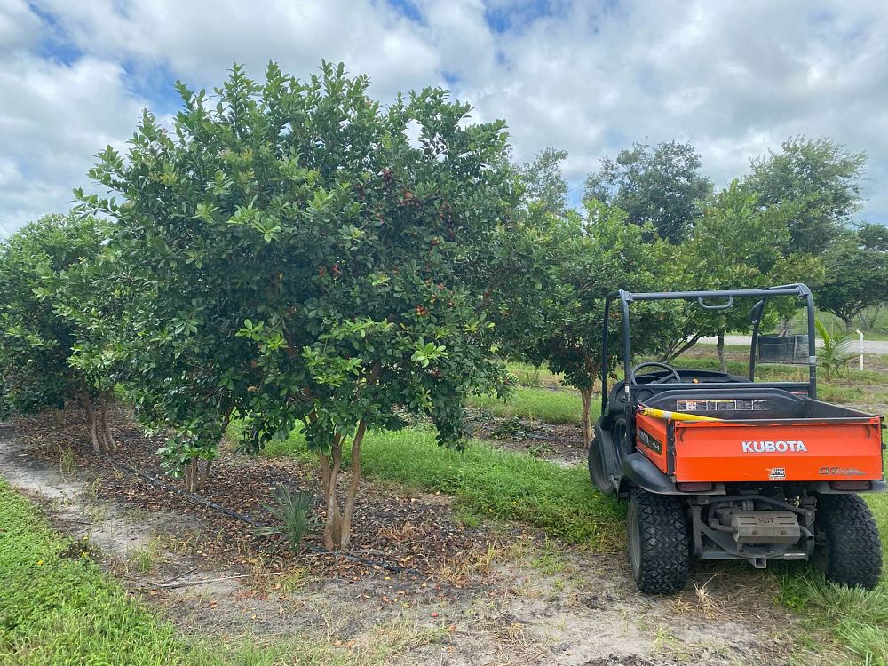 psidium-littorale-cattley-guava-strawberry-guava