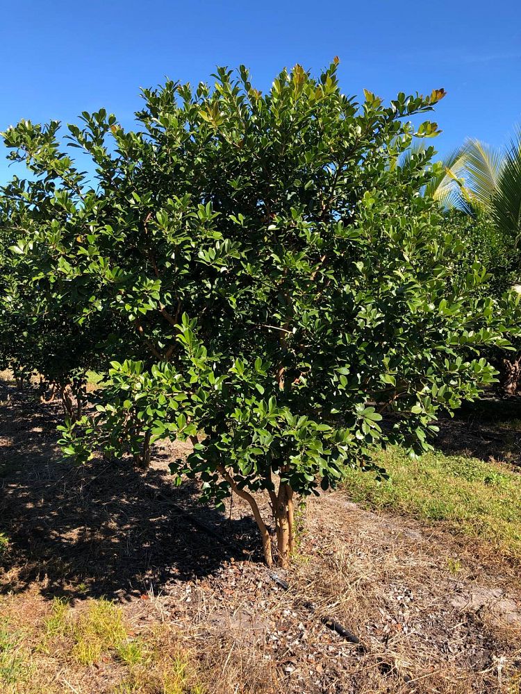 psidium-littorale-cattley-guava-strawberry-guava