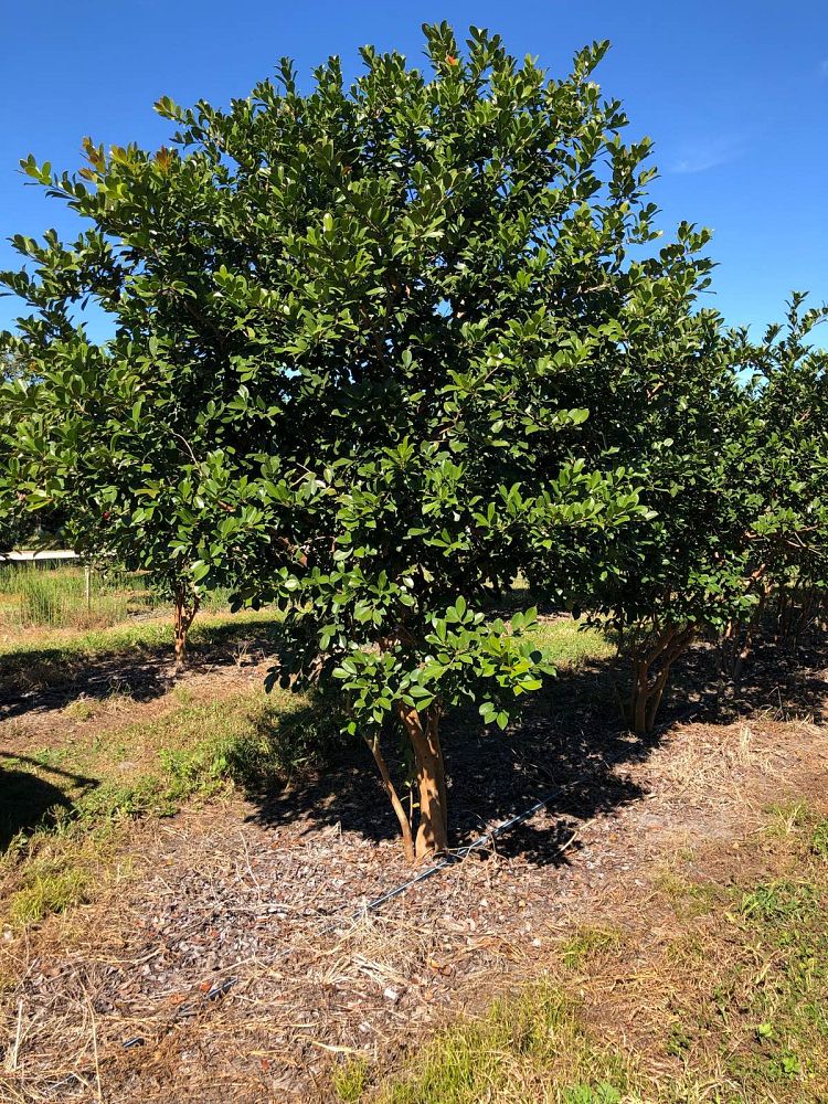 psidium-littorale-cattley-guava-strawberry-guava
