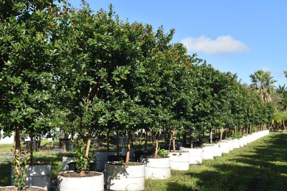 psidium-littorale-cattley-guava-strawberry-guava