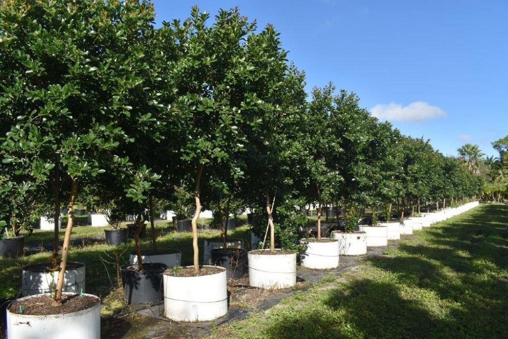 psidium-littorale-cattley-guava-strawberry-guava