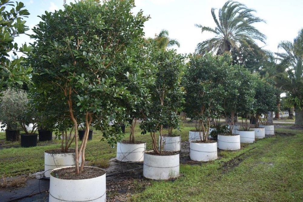 psidium-littorale-cattley-guava-strawberry-guava