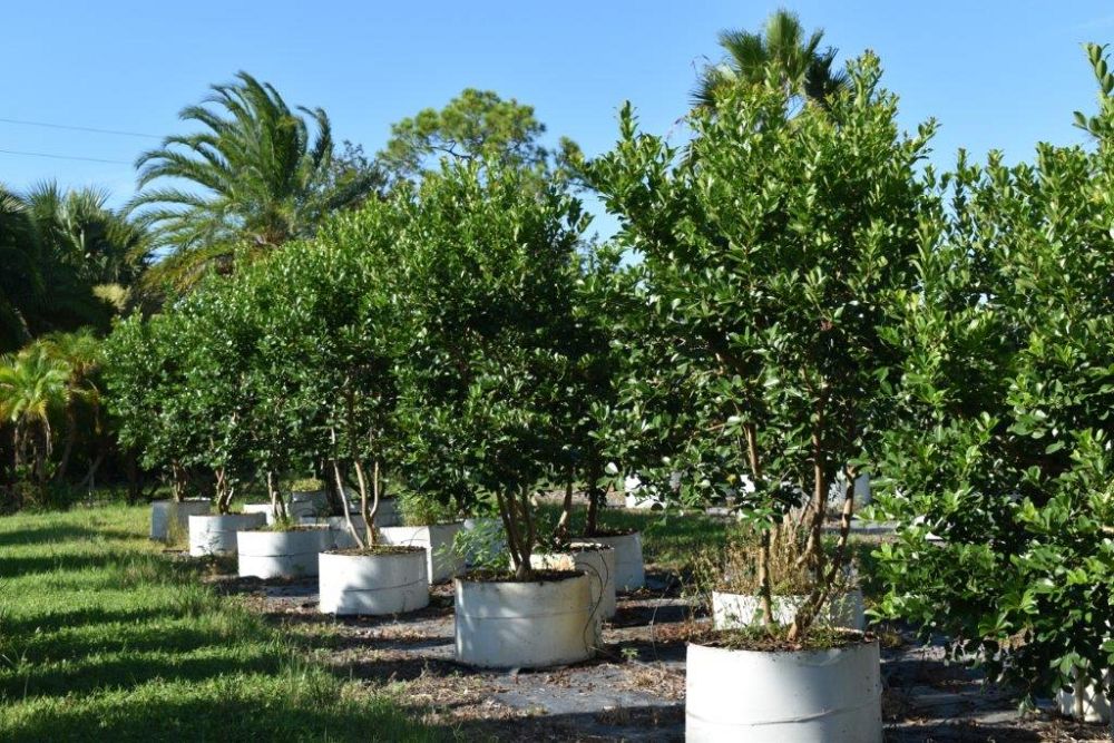 psidium-littorale-cattley-guava-strawberry-guava