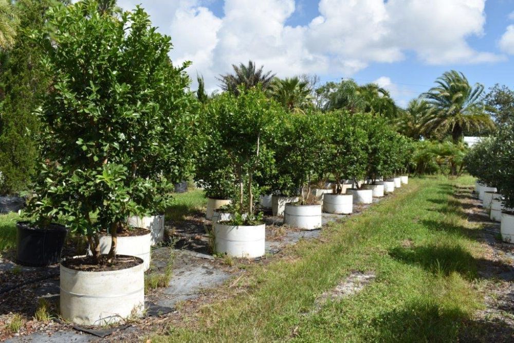 psidium-littorale-cattley-guava-strawberry-guava