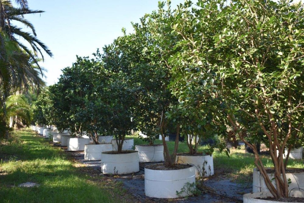 psidium-littorale-cattley-guava-strawberry-guava