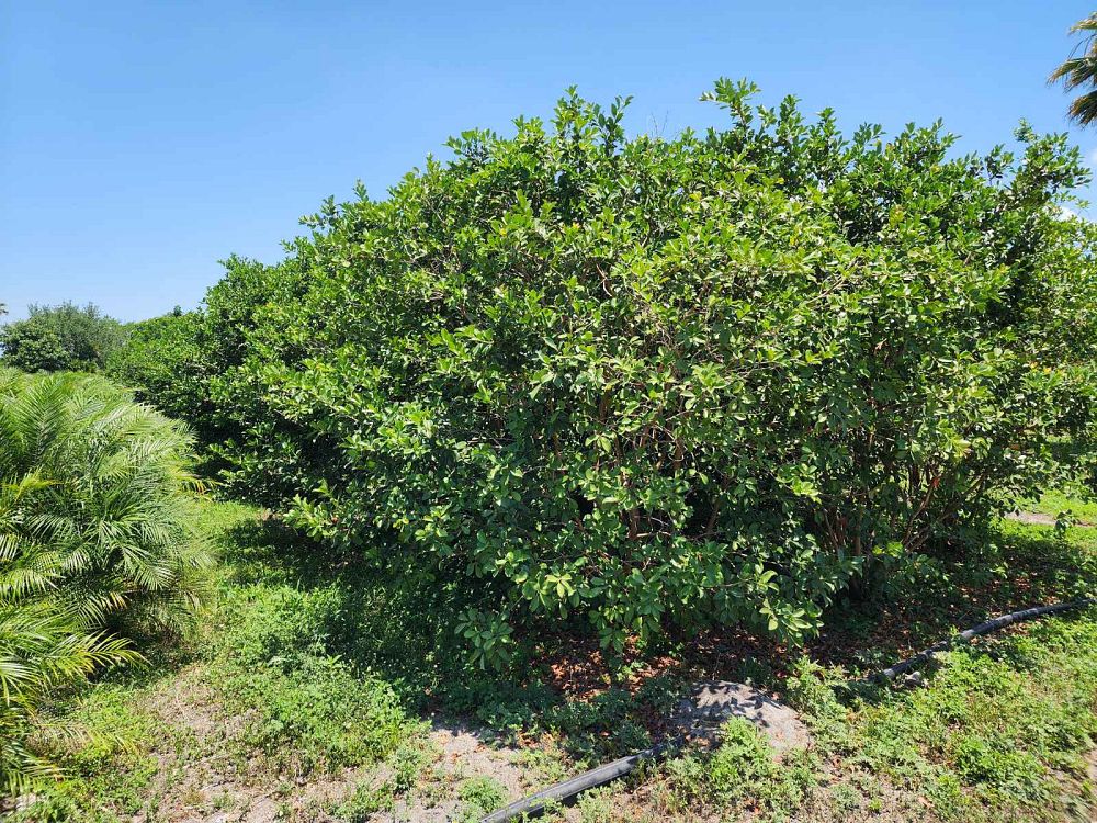 psidium-littorale-cattley-guava-strawberry-guava