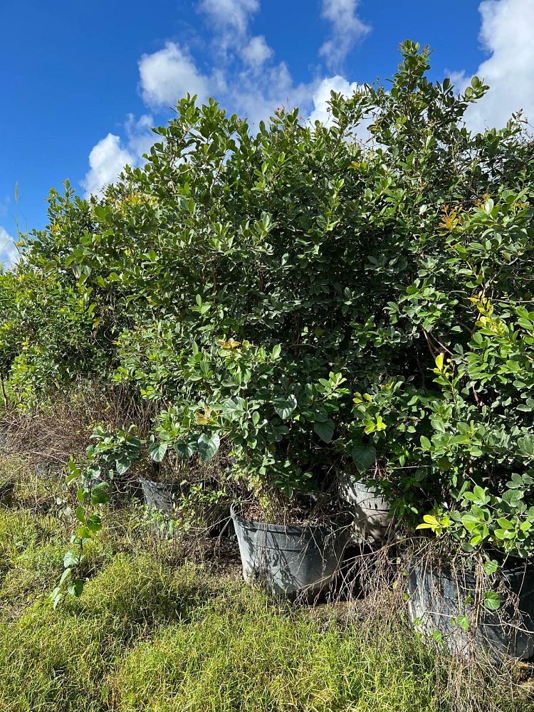 psidium-littorale-cattley-guava-strawberry-guava