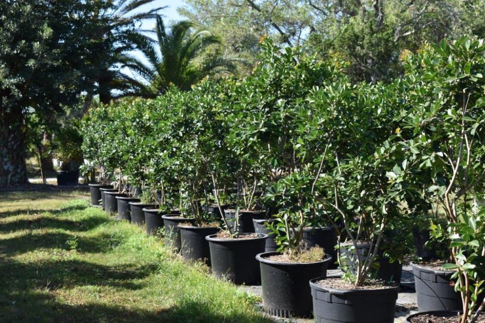 psidium-littorale-cattley-guava-strawberry-guava