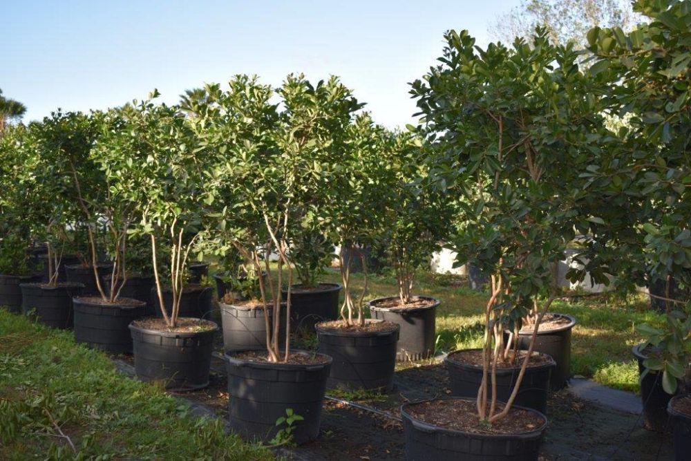 psidium-littorale-cattley-guava-strawberry-guava
