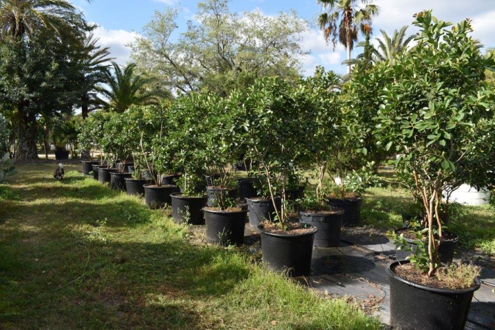 psidium-littorale-cattley-guava-strawberry-guava