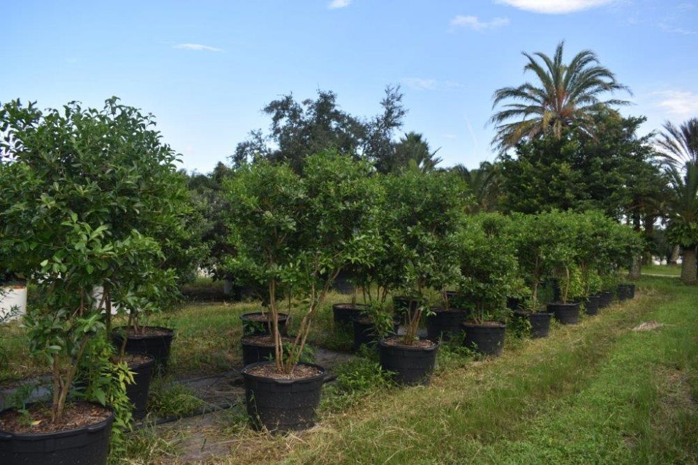 psidium-littorale-cattley-guava-strawberry-guava